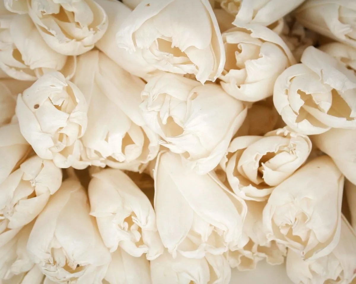 3" Precious Tulip - 50 Pack