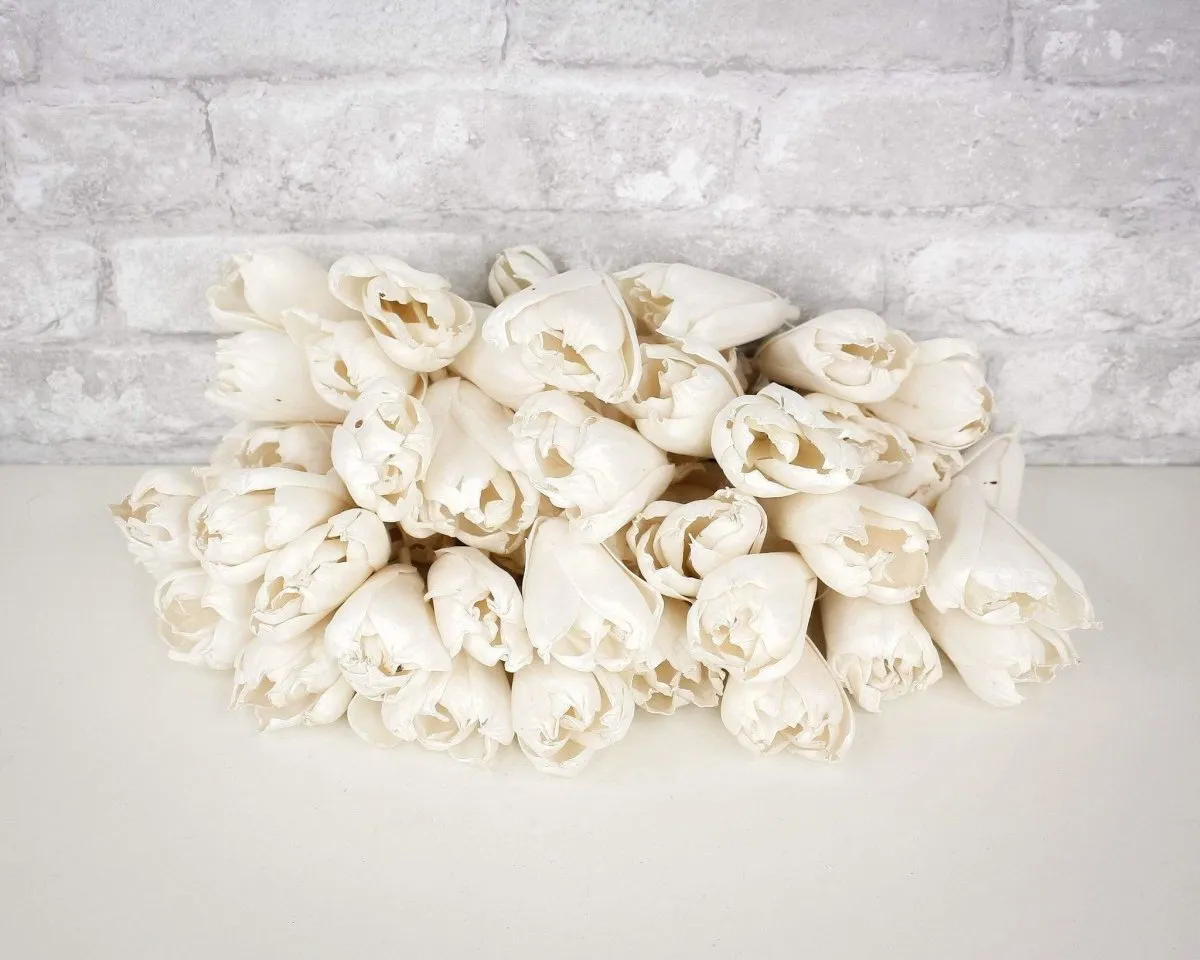 3" Precious Tulip - 50 Pack