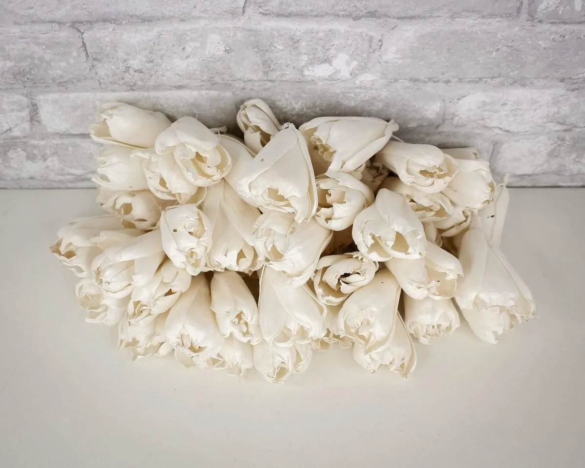 3" Precious Tulip - 50 Pack