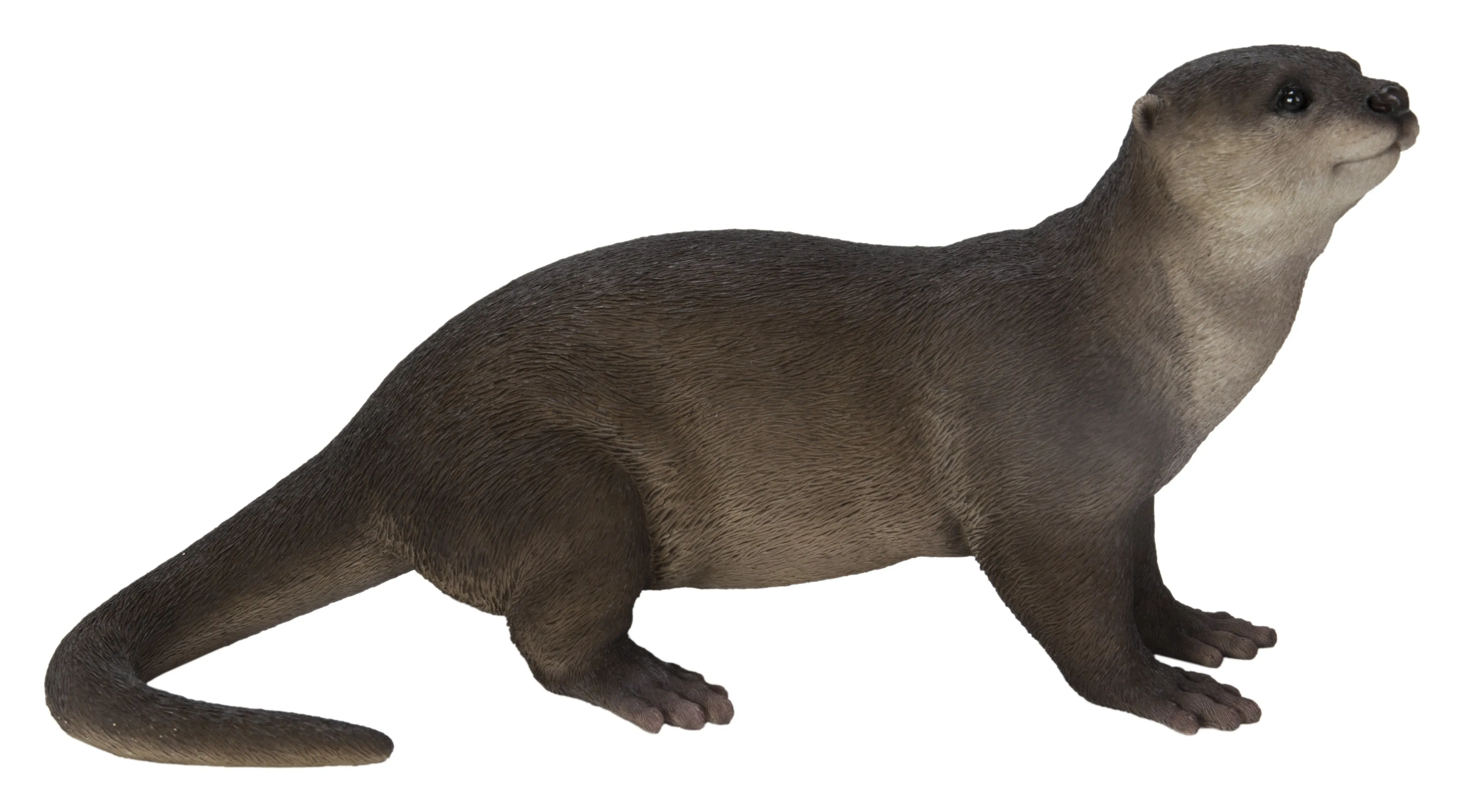 Brown Standing Otter