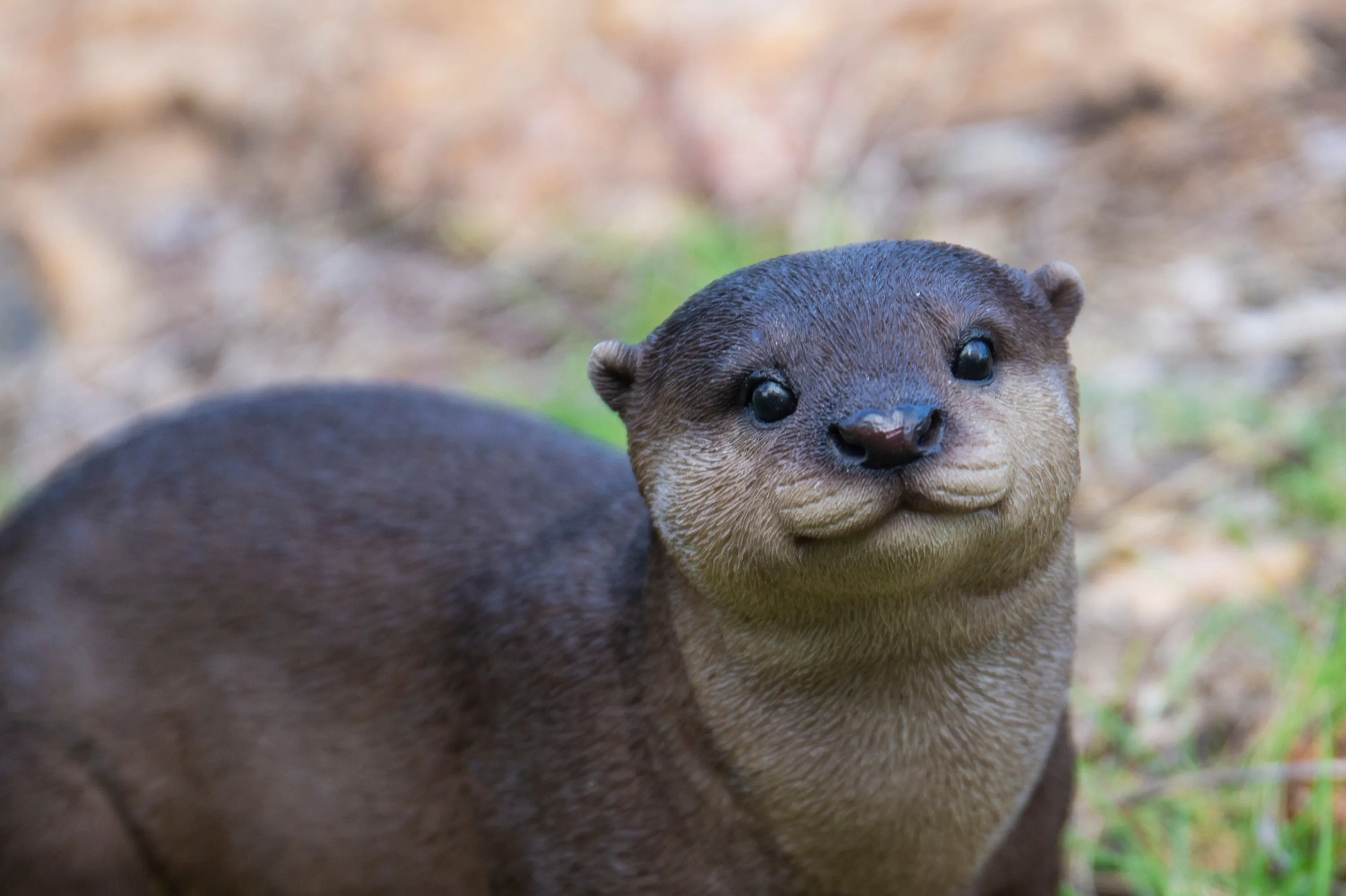 Brown Standing Otter
