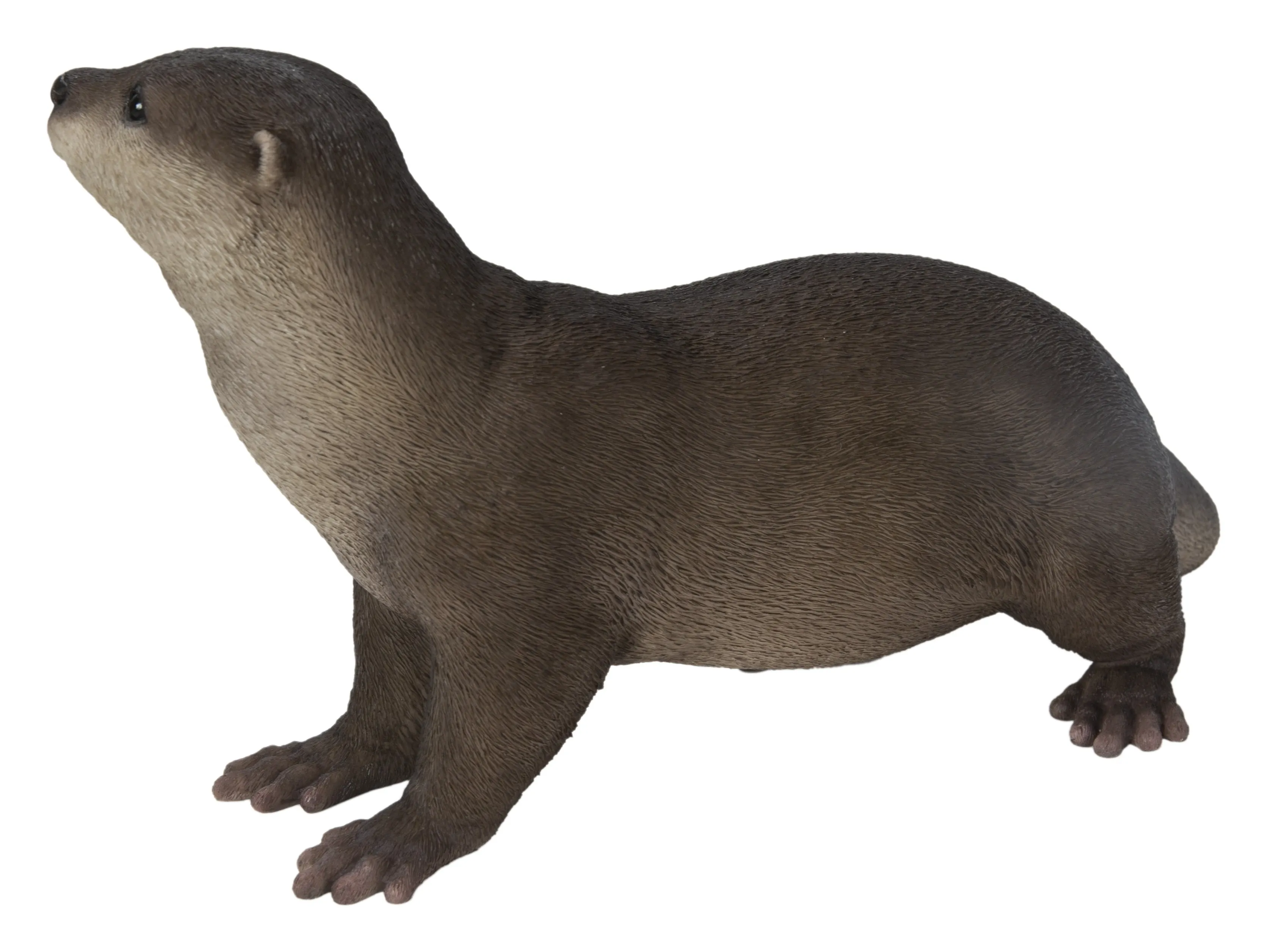 Brown Standing Otter