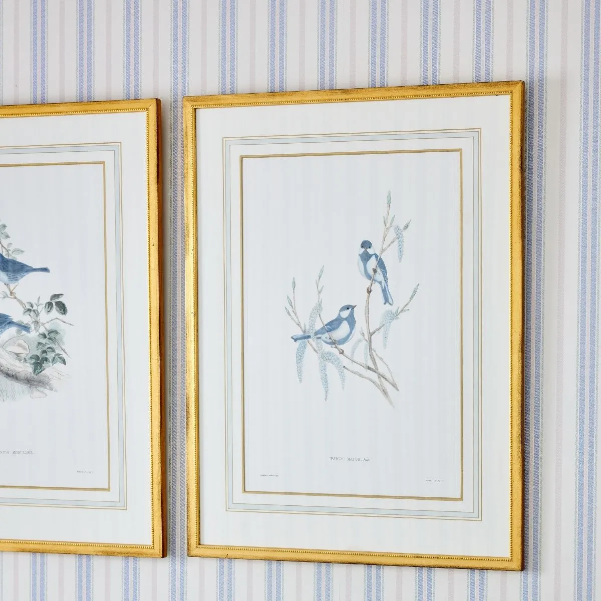 J. Gould Print 2