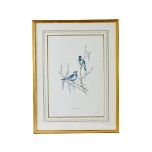 J. Gould Print 2