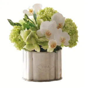 Phalaenopsis Snowball in Caddy 10"