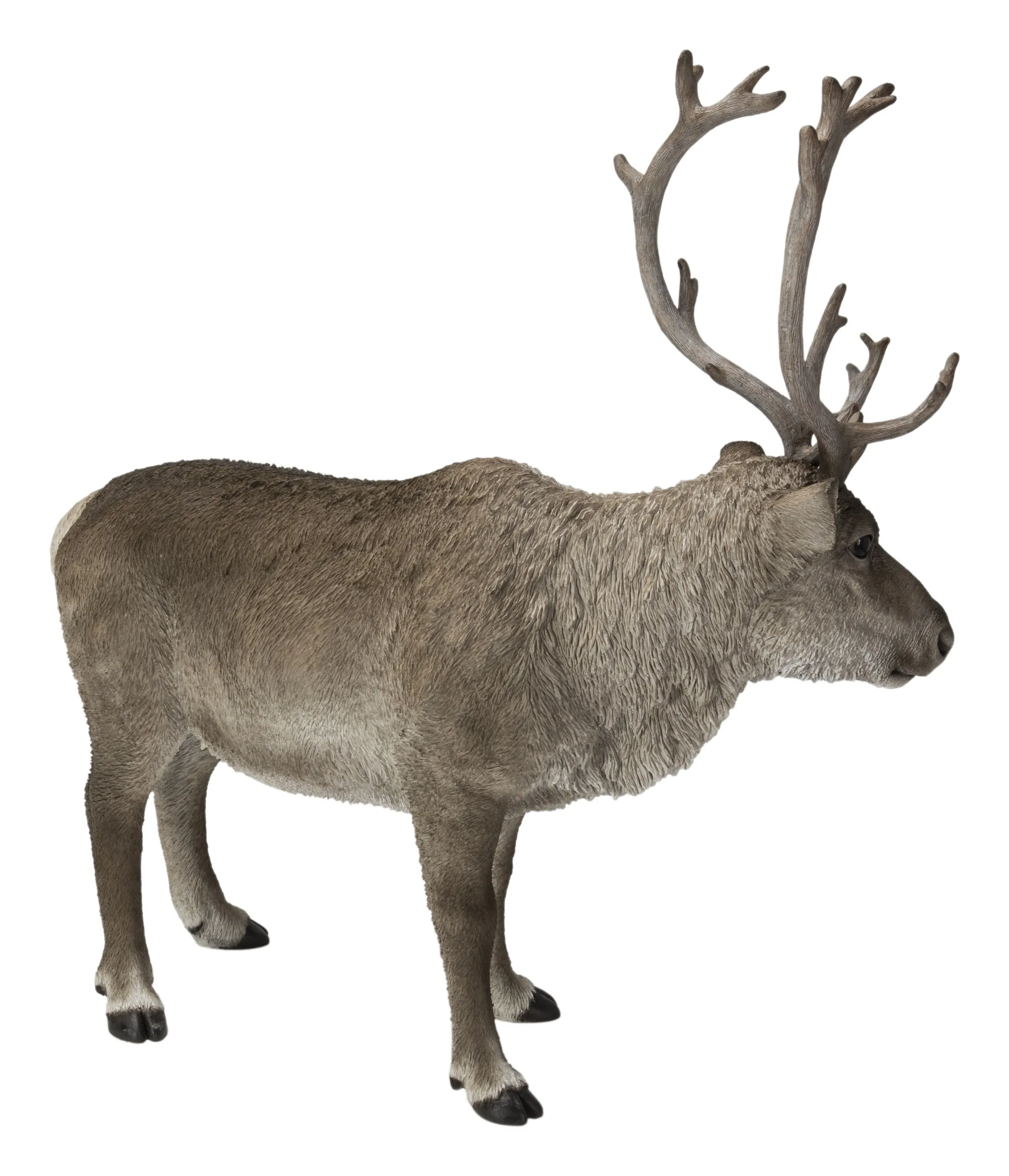 Reindeer Standing