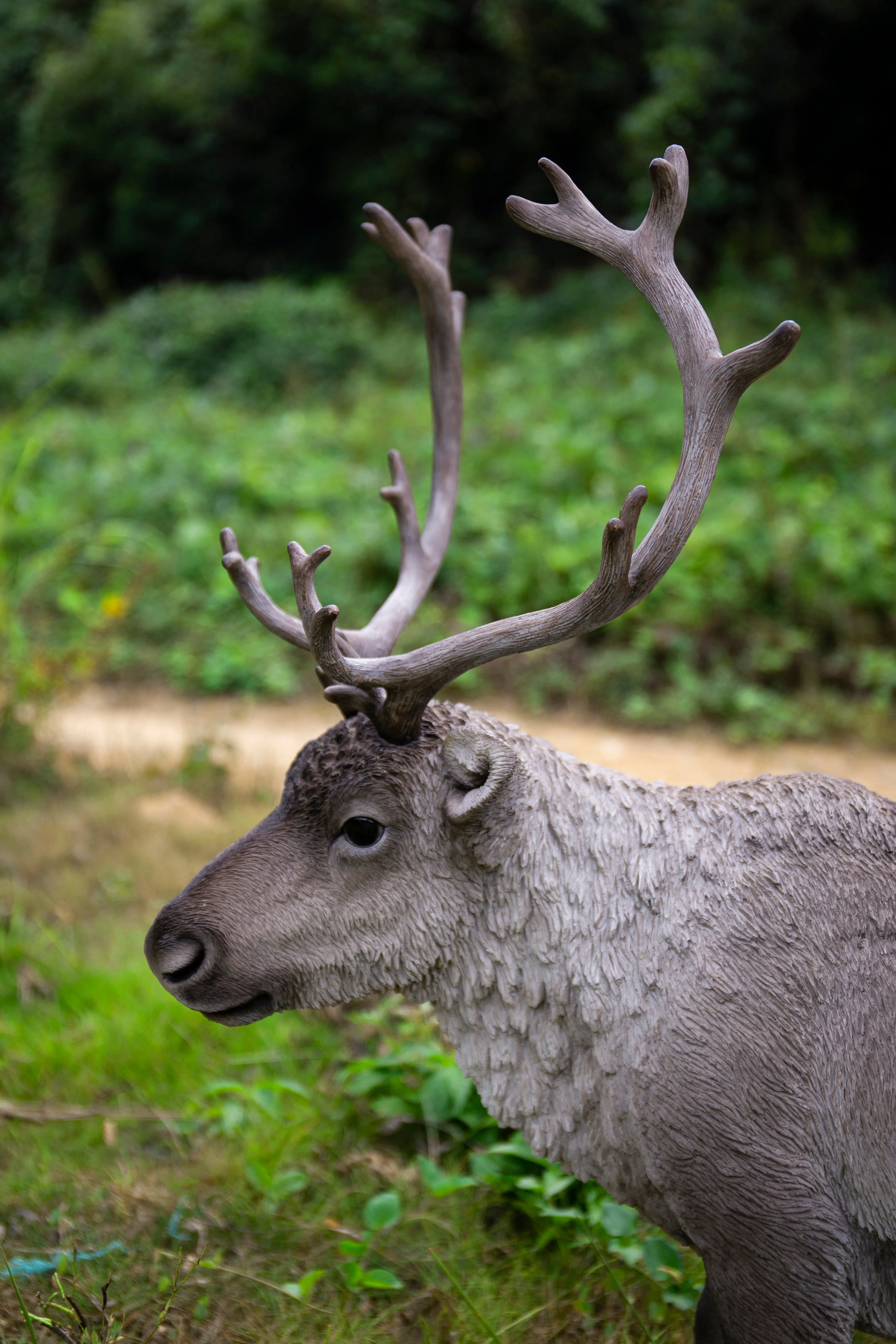 Reindeer Standing