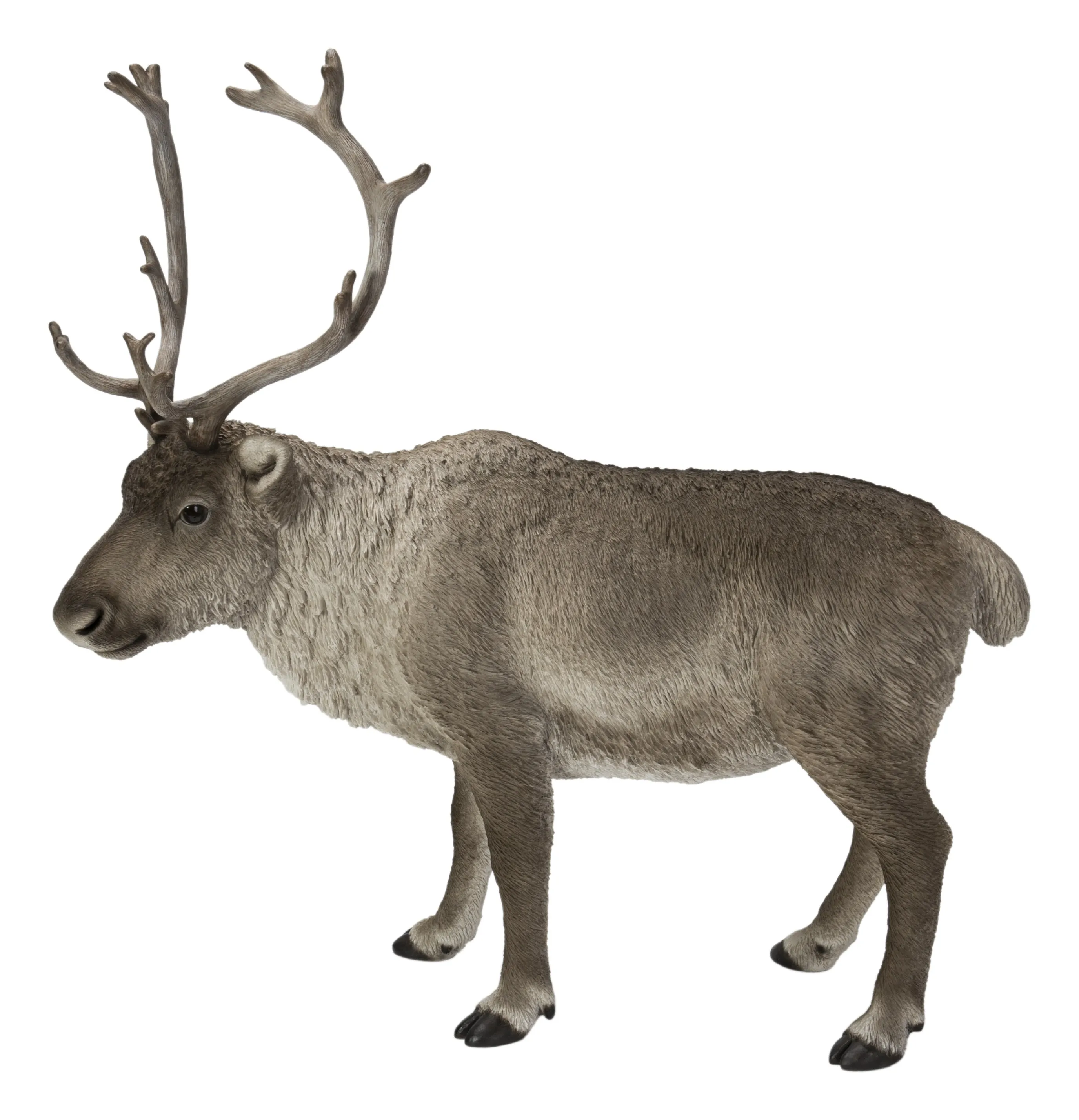 Reindeer Standing