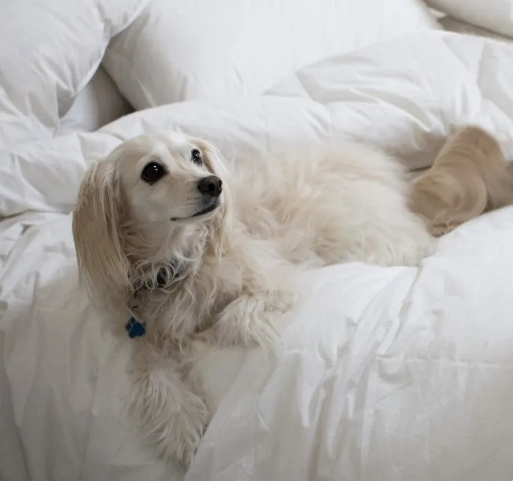 Ultra Light German Fine Batiste Queen Size Channel Quilt 95% Snow Goose Down 7 Blanket Warmth